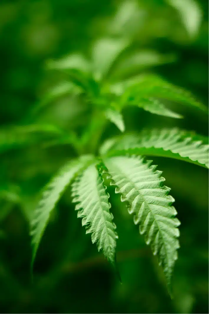 Cannabis leaves with blurry background