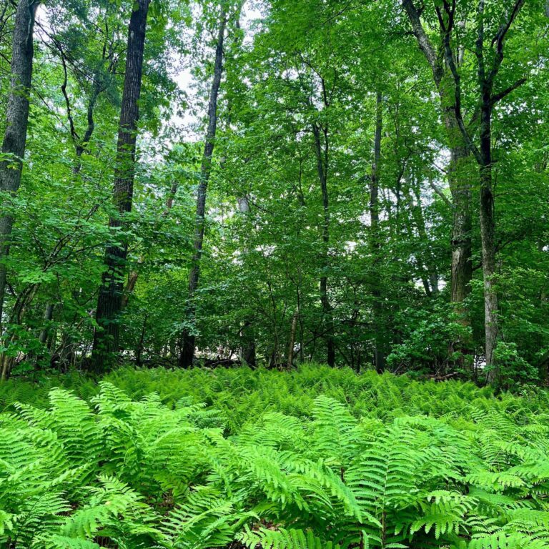 Woods with ferns