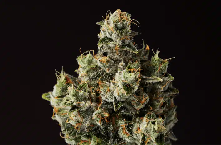 Koffee Dos fresh flower