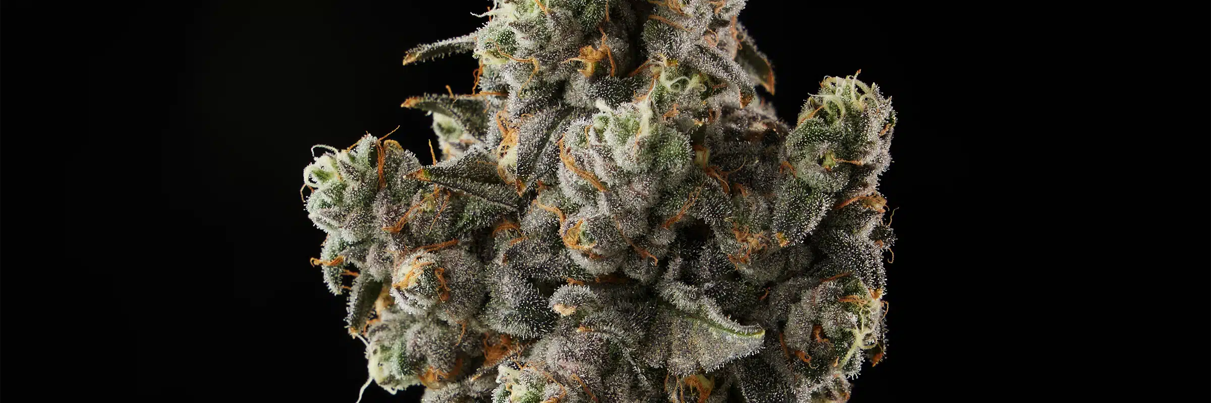 Closeup of Grape Crostata cannabis strain bud