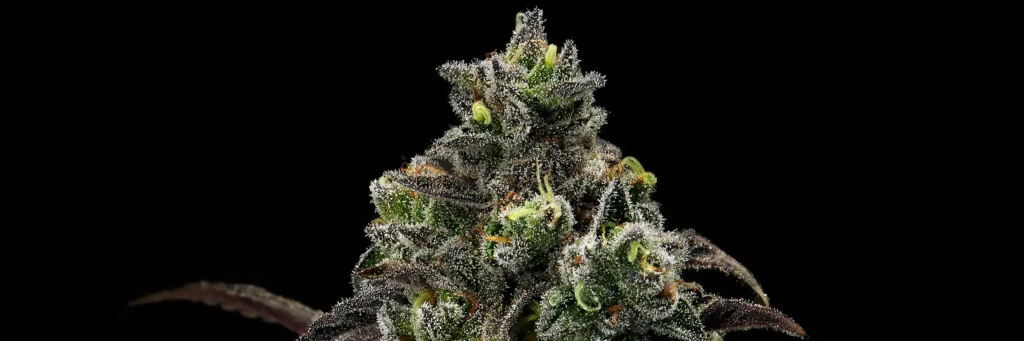 limosa Cannabis Strain - Bud Closeup