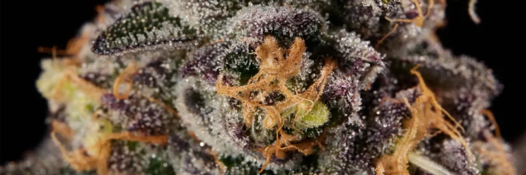 gardenia Cannabis Strain - Bud Closeup