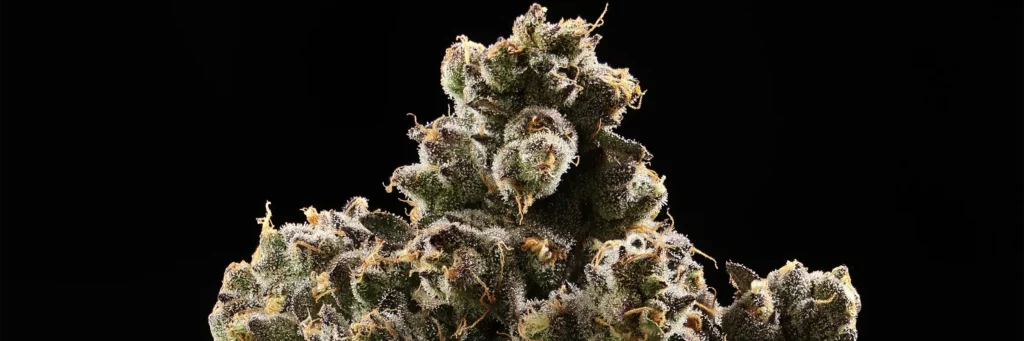 the fruit Cannabis Strain - Bud Closeup