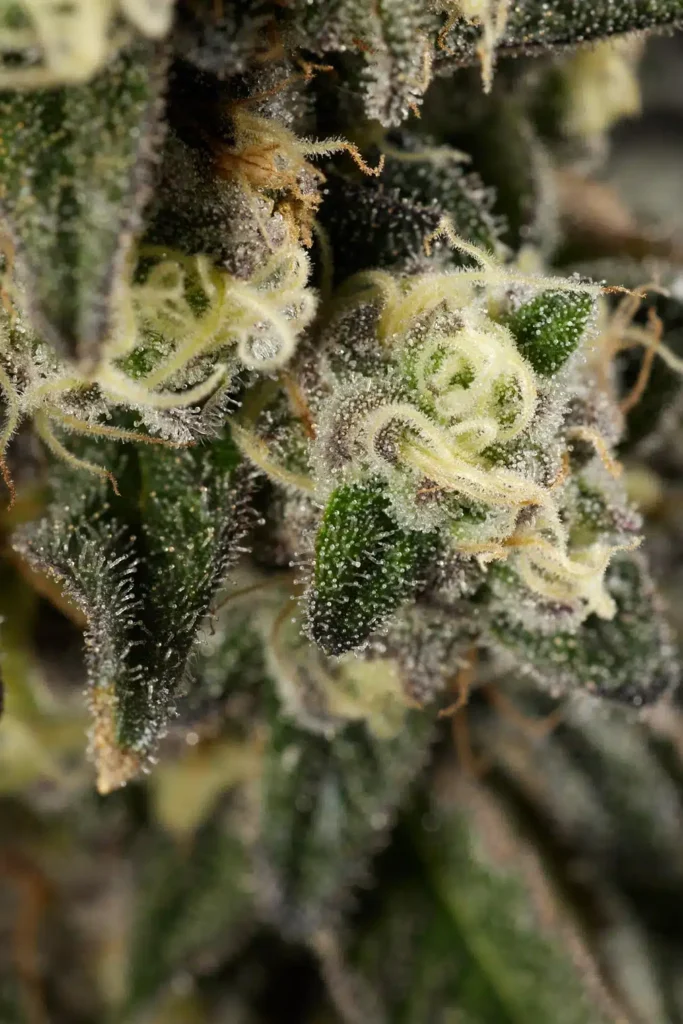 Moon Frost