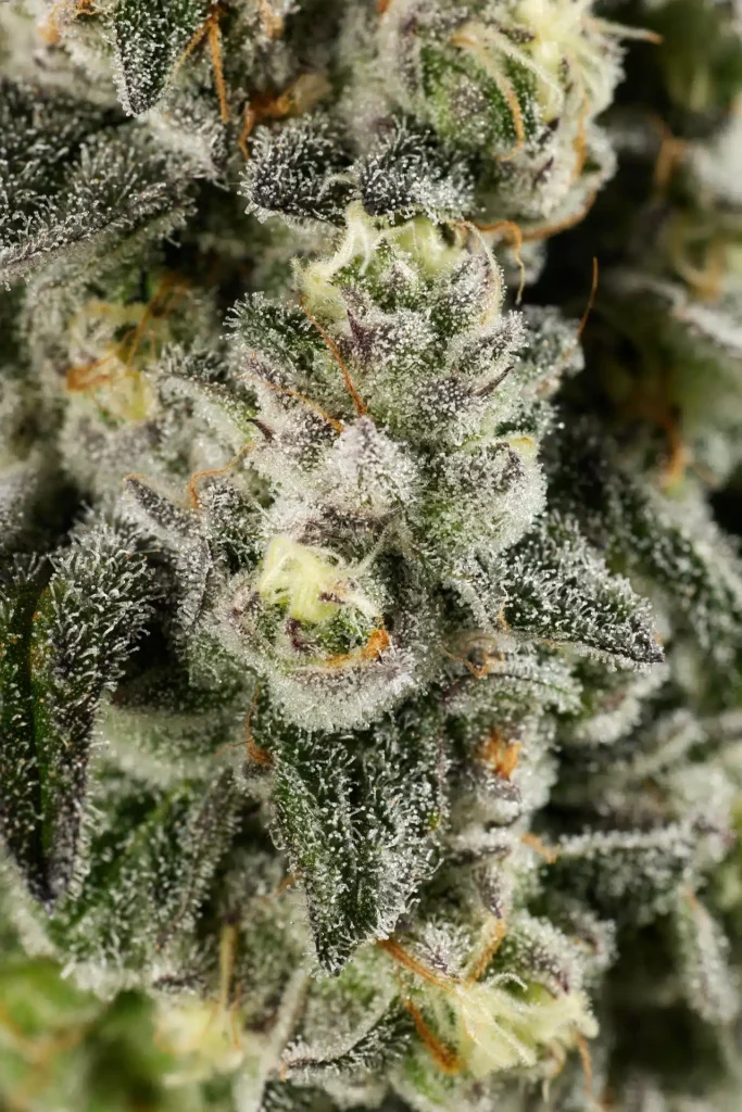 Shady Cakes Cannabis Strain Macro Closeup