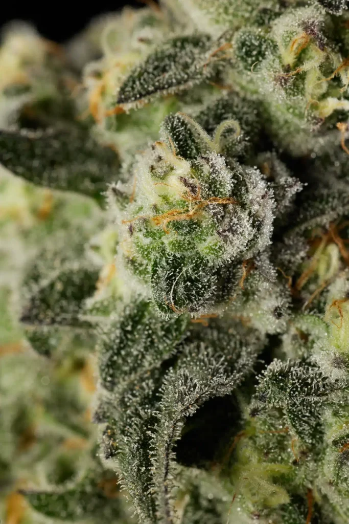 Shady Cakes Cannabis Strain Macro Closeup